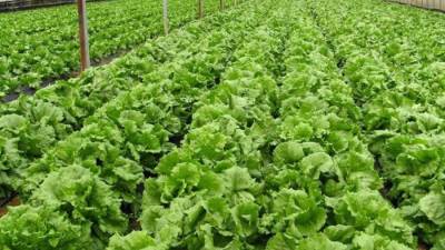 أستاذ بزراعة الأزهر يكشف مميزات تطبيق قانون الزراعة العضوية لمصر